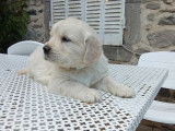 6 chiots Golden Retriever LOF à vendre, nés en juin 2025