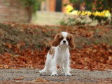 À vendre un chiot femelle Cavalier King Charles LOF blenheim