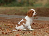 À vendre un chiot femelle Cavalier King Charles LOF blenheim