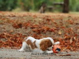 À vendre un chiot femelle Cavalier King Charles LOF blenheim