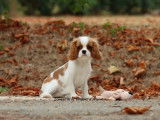 À vendre un chiot femelle Cavalier King Charles LOF blenheim