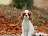 À vendre un chiot femelle Cavalier King Charles LOF blenheim