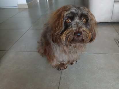 Mâle Bichon Havanais disponible pour saillie