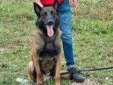 Femelle Malinois LOF née en juin 2024 à vendre, robe fauve charbonnée, éducation complète