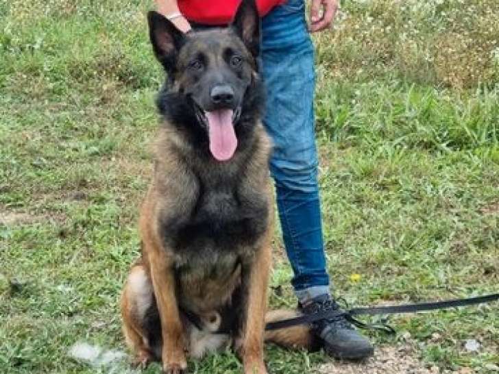 Femelle Malinois LOF née en juin 2024 à vendre, robe fauve charbonnée, éducation complète