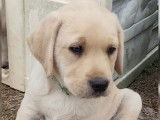 Chiot mâle Labrador Retriever Sable LOF à acheter