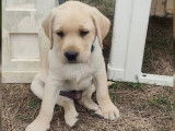 Chiot mâle Labrador Retriever Sable LOF à acheter