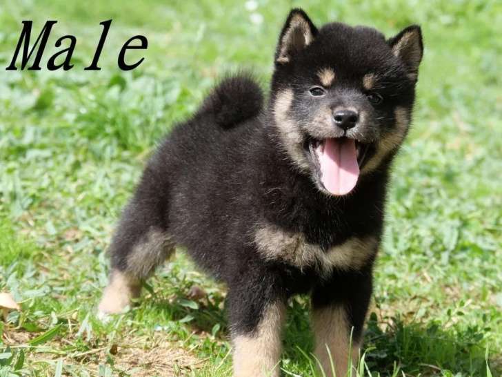 3 chiots Shiba Inu LOF disponibles à la réservation
