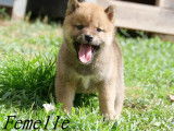 3 chiots Shiba Inu LOF disponibles à la réservation