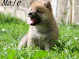 3 chiots Shiba Inu LOF disponibles à la réservation