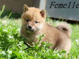 3 chiots Shiba Inu LOF disponibles à la réservation