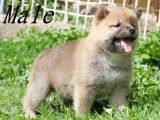 3 chiots Shiba Inu LOF disponibles à la réservation