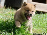 3 chiots Shiba Inu LOF disponibles à la réservation