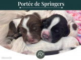 Des chiots Springers Anglais LOF disponibles à la réservation