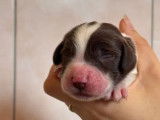 Des chiots Springers Anglais LOF disponibles à la réservation