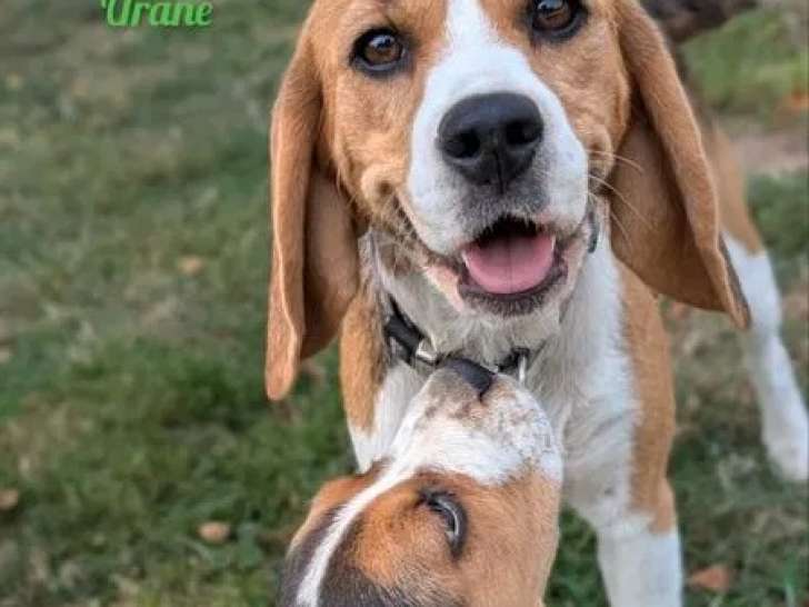 3 chiots Beagles LOF disponibles à l’achat