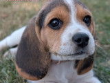 3 chiots Beagles LOF disponibles à l’achat