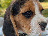 3 chiots Beagles LOF disponibles à l’achat