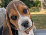 Disponibles à l’achat 3 chiots mâles Beagles LOF