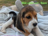Disponibles à l’achat 3 chiots mâles Beagles LOF