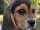 Disponibles à l’achat 3 chiots mâles Beagles LOF