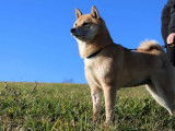 Chienne adulte Shiba Inu LOF de 7 ans à réserver