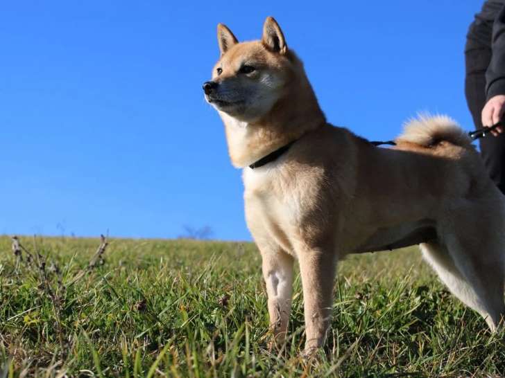 Chienne adulte Shiba Inu LOF de 7 ans à réserver