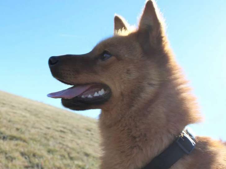 Disponible à l’achat une chienne adulte Spitz Finlandais (LOF)