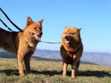 Un chien Spitz Finlandais d’un an disponible à la vente (LOF)