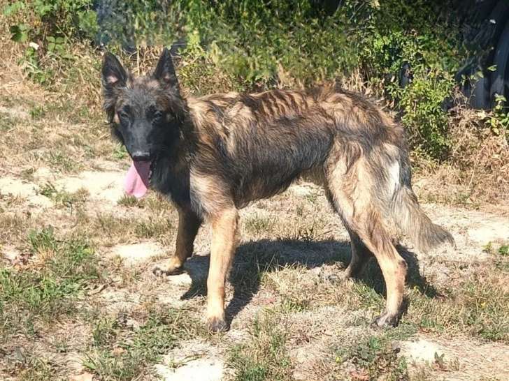 À vendre une chienne Berger Belge Tervueren LOF d’un an