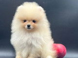 À vendre 4 chiots Spitz Nains Pomeranian LOF