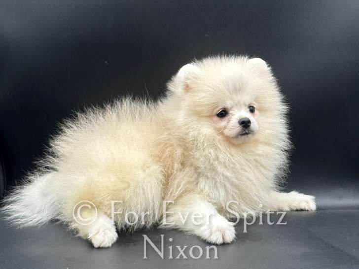 Chiots Spitz Nains Pomeranians