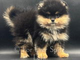 Chiots Spitz Nains Pomeranians