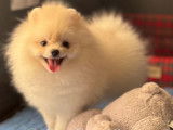 Chiots Spitz Nains Pomeranians
