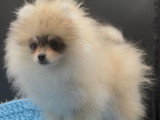 Rare!!!  Chiot Spitz Nain Pomeranian HUSKY color eA