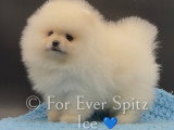 Chiot Spitz Nain Pomeranian pure race