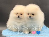 Chiot Spitz Nain Pomeranian pure race