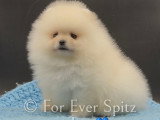 Chiot Spitz Nain Pomeranian pure race