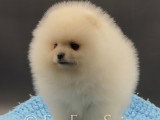Chiot Spitz Nain Pomeranian pure race