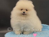 Femelle Spitz Nain Pomeranian pure race