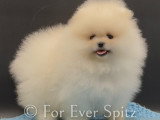 Femelle Spitz Nain Pomeranian pure race