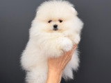 Femelle Spitz Nain Pomeranian pure race