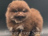 Mini mâle Spitz Nain Pomeranian chocolat &tan