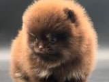 Mini mâle Spitz Nain Pomeranian chocolat &tan