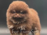 Mini mâle Spitz Nain Pomeranian chocolat &tan