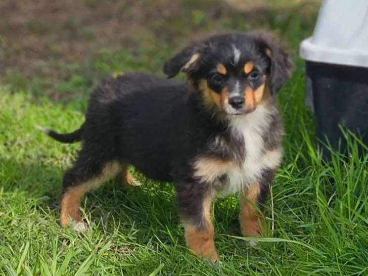 Un chiot mâle Berger Américain Miniature LOF tricolore à vendre
