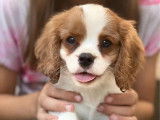 3 chiots mâles Cavaliers King Charles LOF disponibles à la vente