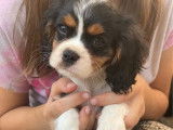 3 chiots mâles Cavaliers King Charles LOF disponibles à la vente