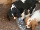 3 chiots mâles Cavaliers King Charles LOF disponibles à la vente