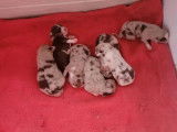 7 chiots Berger Américain Miniature LOF disponibles à la vente